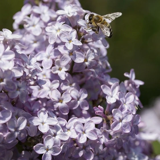 Image Credit: Diderk Heinje