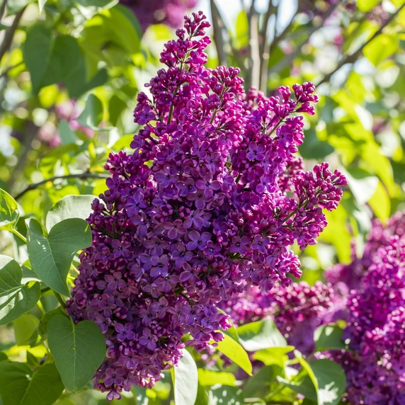 Syringa vulgaris 'Andenken an Ludwig Spath' 12L - image 3