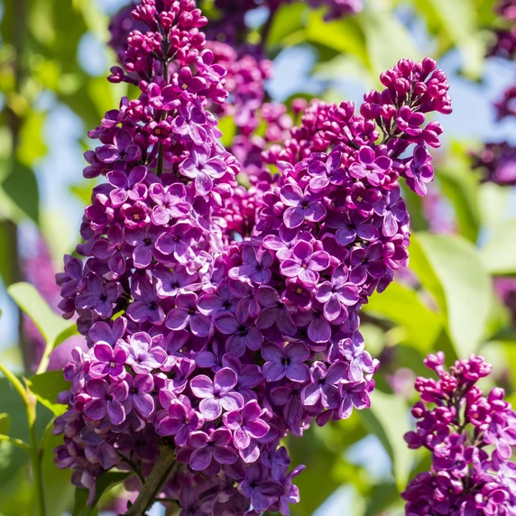 Syringa vulgaris 'Andenken an Ludwig Spath' 12L - image 4