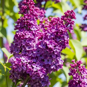 Syringa vulgaris 'Andenken an Ludwig Spath' 12L - image 4