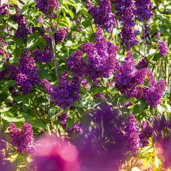 Syringa vulgaris 'Andenken an Ludwig Spath' 12L - image 5