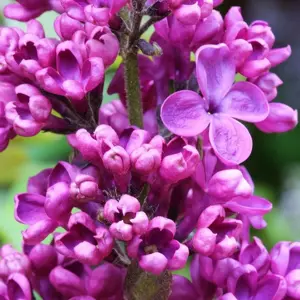 Image Credit: Diderk Heinje