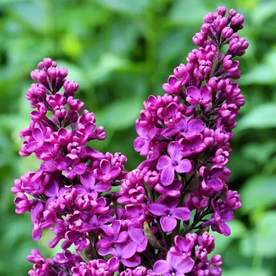 Image Credit: Diderk Heinje