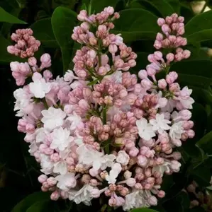 Picture - Minier Nurseries