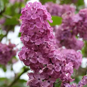 Syringa vulgaris 'Charles Joly' Standard