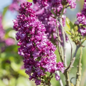 Syringa vulgaris 'Charles Joly' Standard - image 1