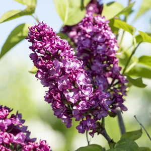 Syringa vulgaris 'Charles Joly' Standard 80cm Stem - image 2