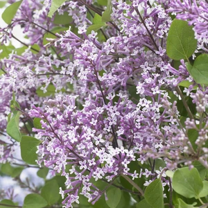 Picture Credit - Plantipp BV®