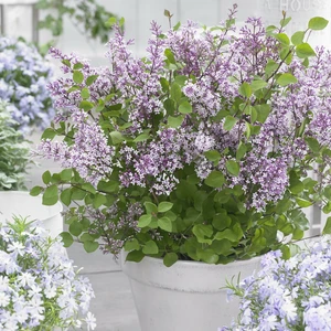 Picture Credit - Plantipp BV®