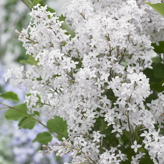 Picture Credit - Plantipp BV®