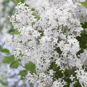 Picture Credit - Plantipp BV®