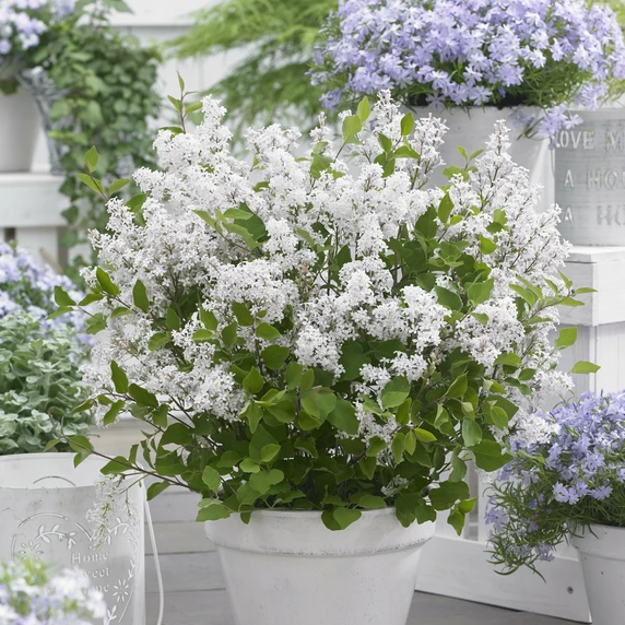 Picture Credit - Plantipp BV®