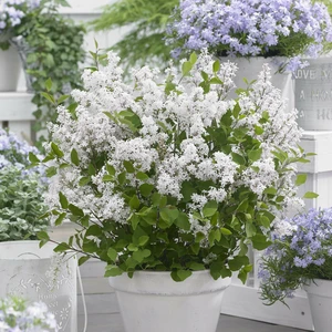 Picture Credit - Plantipp BV®