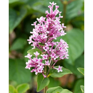 Syringa meyeri 'Josée' 2L - image 1