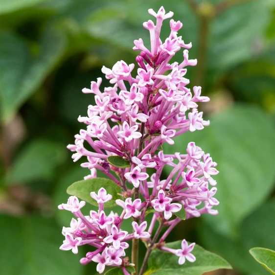 Syringa meyeri 'Josée' 2L