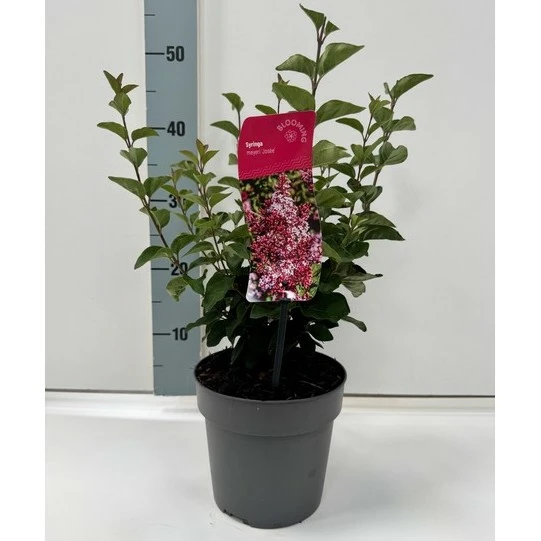 Syringa meyeri 'Josée' 2L - image 2