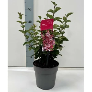 Syringa meyeri 'Josée' 2L - image 2