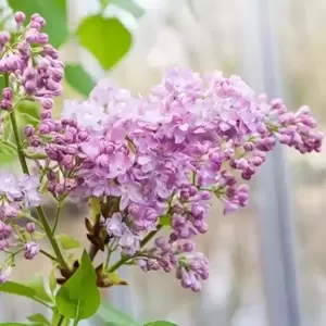 Syringa vulgaris 'Katherine Havemeyer' 4L