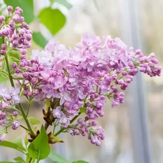 Syringa vulgaris 'Katherine Havemeyer' 4.6L
