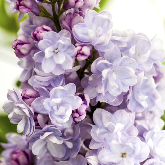 Syringa vulgaris 'Michel Buchner' 12L - image 2