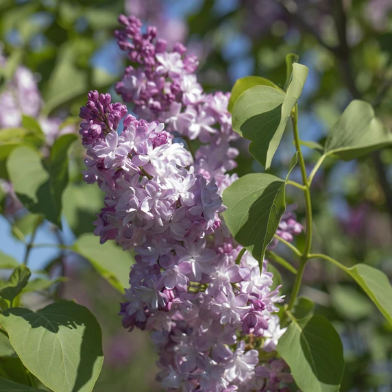 Syringa vulgaris 'Michel Buchner' 12L - image 3