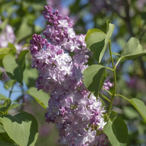 Syringa vulgaris 'Michel Buchner' 12L - image 3