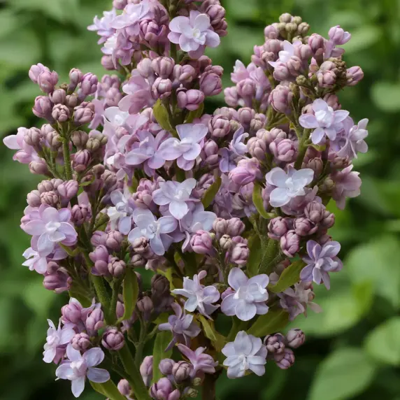 Syringa vulgaris 'Michel Buchner' 15L - image 1