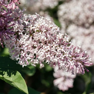 Syringa pubescens subsp. patula 'Miss Kim' - image 2