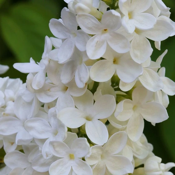 Image Credit: Diderk Heinje