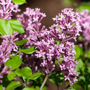 Syringa meyeri 'Palibin' 12L - image 3