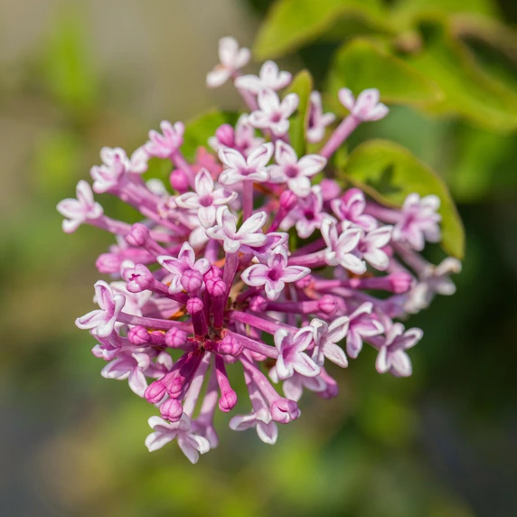 Syringa meyeri 'Palibin' 12L - image 1