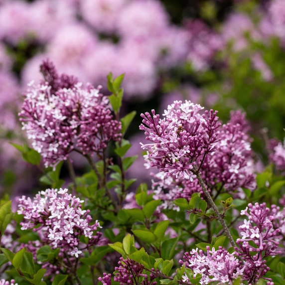 Syringa meyeri 'Palibin' 12L - image 2