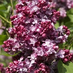 Image Credit: Diderk Heinje