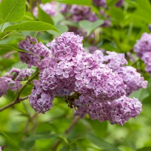 Syringa x chinensis 'Saugeana' 2L - image 2