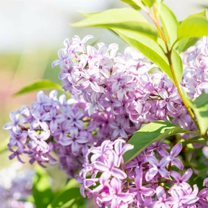 Syringa x chinensis 'Saugeana' 2L - image 1
