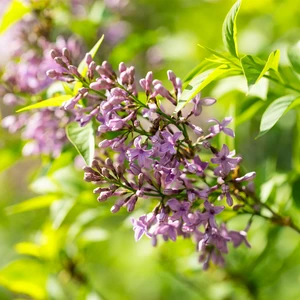 Syringa x chinensis 'Saugeana' 2L - image 3