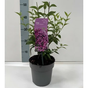 Syringa x chinensis 'Saugeana' 2L - image 4