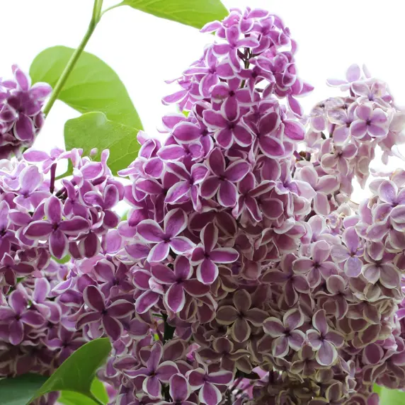 Syringa vulgaris 'Sensation' Standard