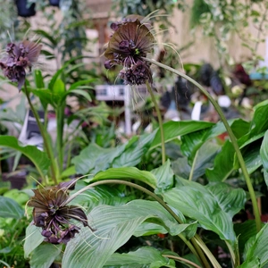 Tacca chantrieri