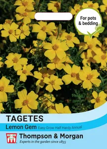 Tagetes Lemon Gem - image 1