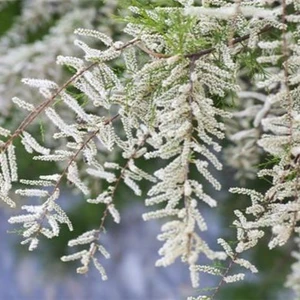 Tamarix ramosissima 'Hulsdonk White' - image 1