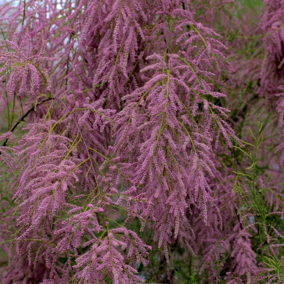 Tamarix tetrandra - image 1