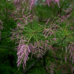 Tamarix tetrandra - image 2