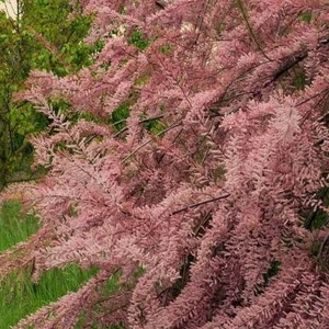 Picture Credit - Minier Nurseries