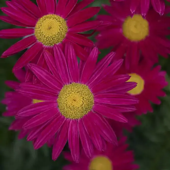 Picture Credit - Walters Gardens, Inc