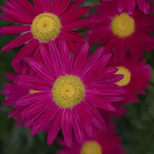 Picture Credit - Walters Gardens, Inc