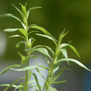 Tarragon - French 9cm