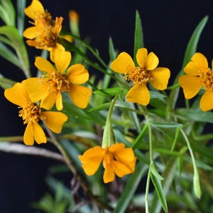 Tarragon - Mexican 9cm