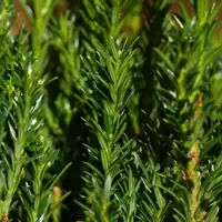 Taxus