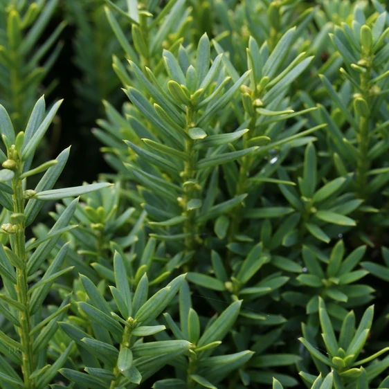 Taxus baccata 2L